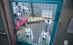 «Тюремные камеры для животных»: парламент Татарстана поддержал запрет на передвижные зоопарки