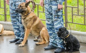 Полтора миллиарда на объездную дорогу, собачий корм впрок и кассовые аппараты в электрички