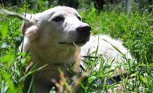 Можно или нельзя? Семь примеров нежелательной деятельности на придомовом участке