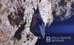 Мыши в законе