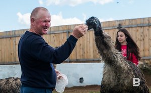 Владелец «Татарского страуса» отстоял право собственности на ферму