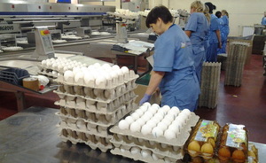 Птичий грипп в Татарстане: что делать с яйцами «Деревенька» и можно ли заразиться вирусом?