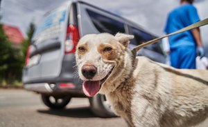 Видеоопрос: «Кто ответственен за нападение собак?»