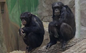 Опрос предпринимателей: считаете ли вы вирус оспы обезьян угрозой сотрудникам и бизнесу?