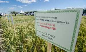 Ищи полис в поле: почему в Татарстане сокращается рынок страхования урожая