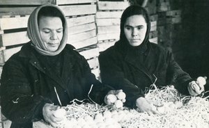 Фотомарафон «100-летие ТАССР»: приемщицы на Челнинской яйцебазе, 1960-е