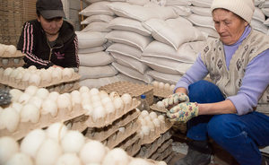 Птичий грипп оставит Татарстан без яиц, 450 тысяч кур и частной птицефабрики