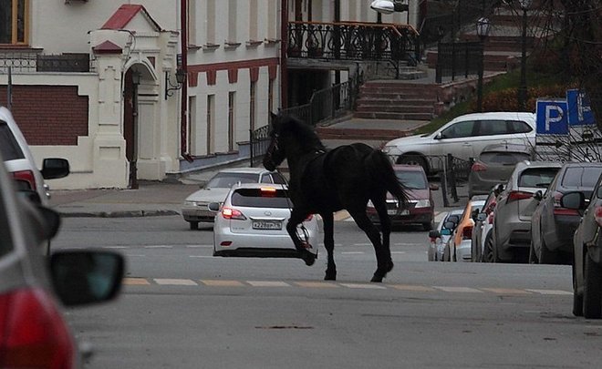 Видео недели