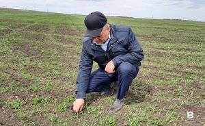 Агрохозяйство под Челнами падет жертвой стройки зернового порта под экспорт в Иран и Азию?