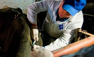 Ветеринары опасаются удара новой болезни по животноводству Татарстана