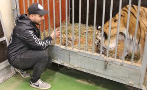 В Казанском цирке родились четыре тигренка