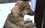 «Лапа дружбы»: в Казани прошла акция по поиску хозяев для бездомных собак