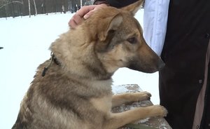 «Лапа дружбы»: в Казани прошла акция по поиску хозяев для бездомных собак