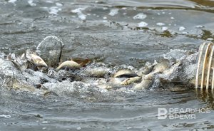 В Нижнекамское водохранилище заселили 120 тысяч новых обитателей
