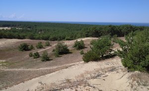 Чем пахнет «солнечный камень», как поют дюны и танцует лес