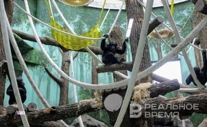 Казанские апартаменты для горилл и шимпанзе потянули на два приговора