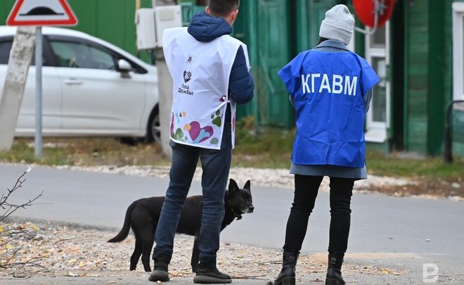 Ни дома, ни двора: в Казани стартовала перепись бродячих собак