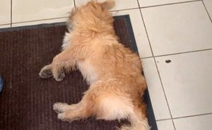 Как ветеринары Нижнекамска бросили сбитую собаку умирать на пороге клиники