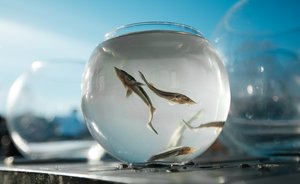 Сотрудники «Нижнекамскнефтехима» совместно с детьми выпустили в Каму 200 тысяч мальков ценной породы