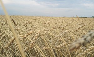 Ляля Кудерметова: «Россельхозбанк уделяет особое внимание финансированию сезонных работ»