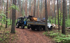 Напугавшая дачников рубка зеленого бора оказалась его спасением