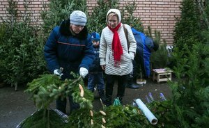 Операция «Ель»: в Татарстане продали лишь треть выращенных к Новому году деревьев