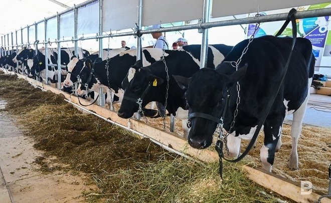 «Районы смотрят с опаской на развитие молочного скотоводства»