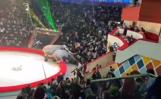 Видео недели: битва цирковых слонов, российские подлодки в Арктике и новое авто от Hyundai