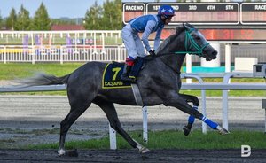 «Большинство откажутся переезжать»: в Казань перевозят лошадей с Центрального московского ипподрома