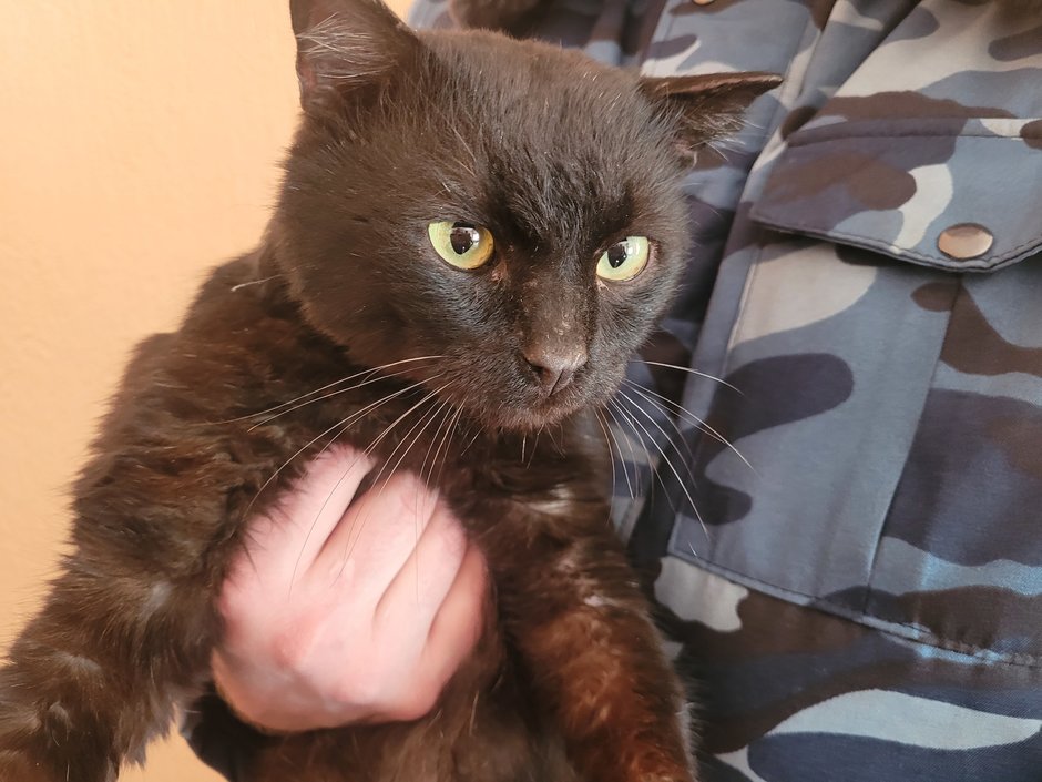 Кошка-наркокурьер