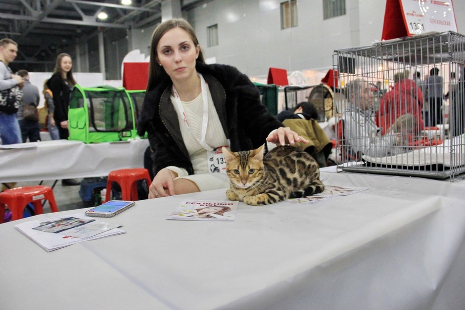 Крокус экспо выставка кошек. Выставка кошек в Москве. Выставка кошек Крокус. Выставка кошек Крокус Сити. Кошачья выставка в Москве 2021.