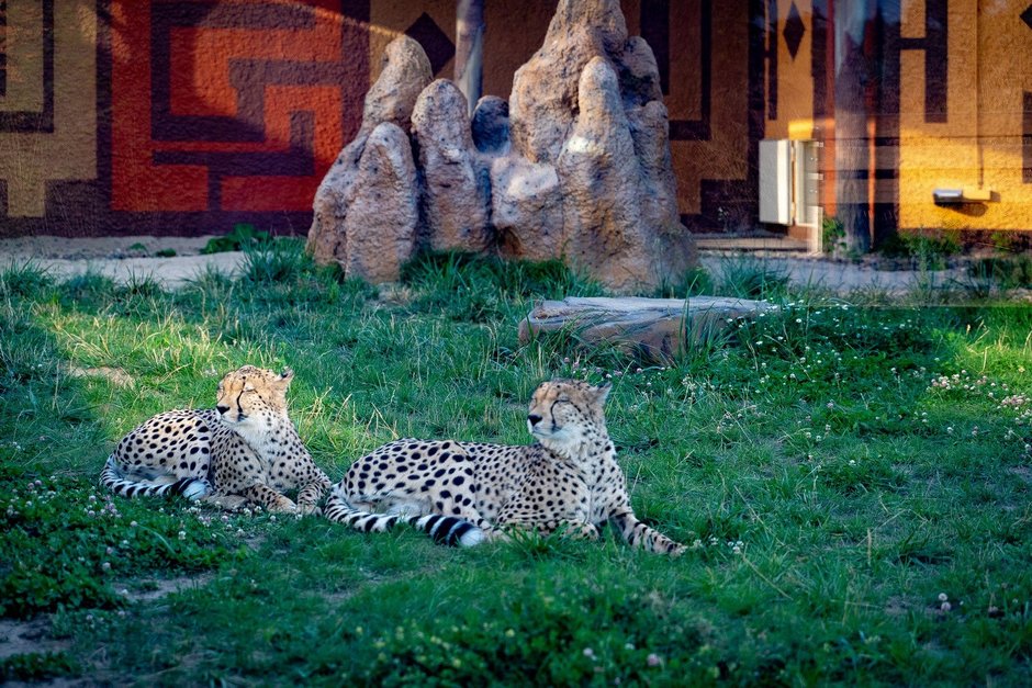 Зоопарк казань. Казанский зоопарк река Замбези Жираф. Казанский зоопарк Жираф. Казанский зоопарк слон и Жираф. Зоопарк Замбези Казань слон.