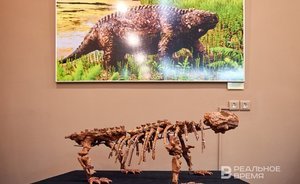 Более 260 миллионов лет назад: «Парейазавры Вятки»
