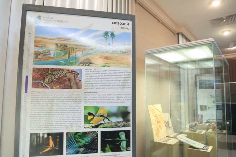 История экспонатов выставки «Древняя жизнь» из фондов Вятского палеонтологического музея