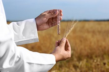 Минсельхоз: в Татарстане пшеница нового урожая соответствует стандартам