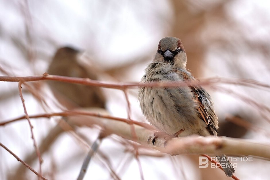 Стало известно, сколько в Татарстане проживает воробьев