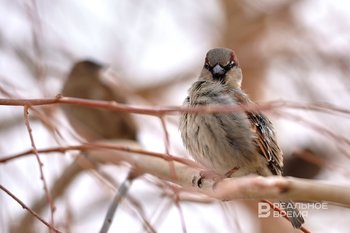 Стало известно, сколько в Татарстане проживает воробьев