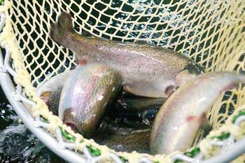 В России ждут снижения вылова рыбы в 2025 году из-за отсутствия сардины иваси