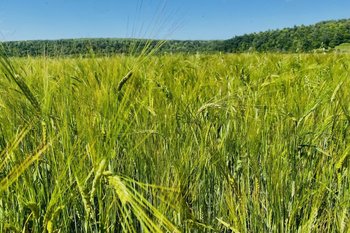 В Татарстане насчитывается 196 особо охраняемых природных территорий