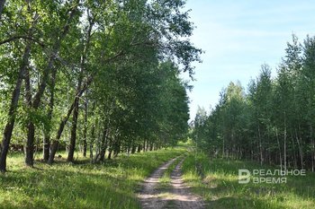 Минниханов обсудил развитие лесного хозяйства с представителями федеральных ведомств