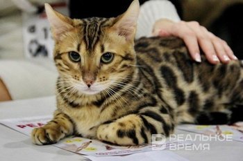 В казанских поселках пройдет бесплатная вакцинация животных от бешенства