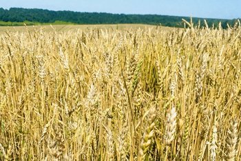 ФАС оштрафовала на 1,5 млн участников агрорынков