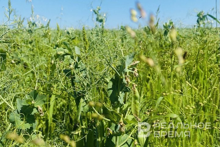 В татарстанском горохе нашли пестициды и зерновку