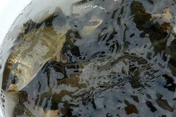 В Спасском районе Татарстана изъяли незаконно выловленные 85 тонн рыбы