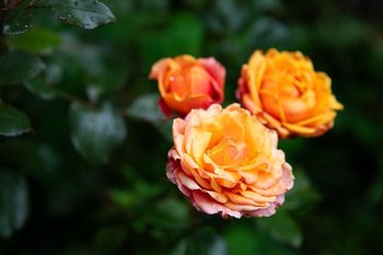 В Татарстане вырос интерес к онлайн-ресурсам по садоводству среди несовершеннолетних