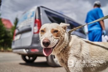 Суды РФ осудили почти 200 человек за жестокое обращение с животными в 2024 году