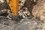 Ремонт водопровода по-казански: на Даурской дыры в трубах забили клиньями из веток