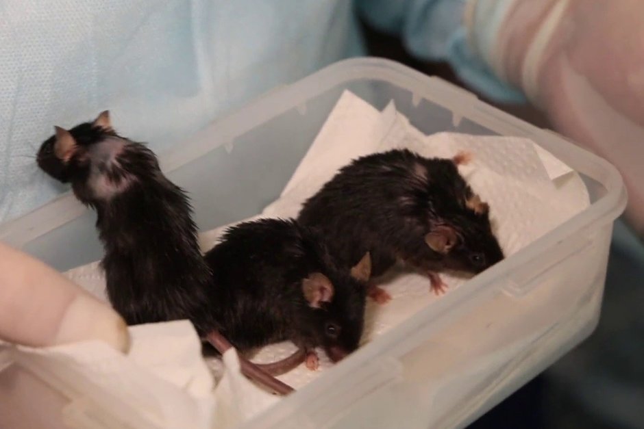 Ученые впервые показали видео с мышами после космического полета на «Бионе-М» №2