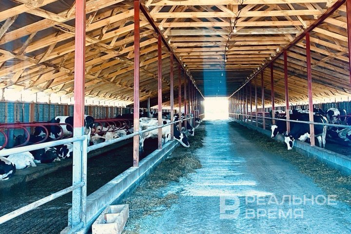 Татарстан показывает рост в животноводстве: +6% молока за 8 месяцев