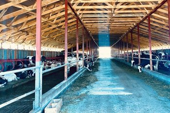 Татарстан показывает рост в животноводстве: +6% молока за 8 месяцев